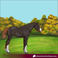 Horse Color:White Spotted Liver Chestnut