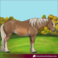 Horse Color:Chocolate Palomino