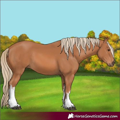 Horse Color:White Spotted Chestnut 