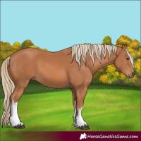 Horse Color:White Spotted Chestnut 