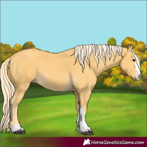Horse Color:Palomino