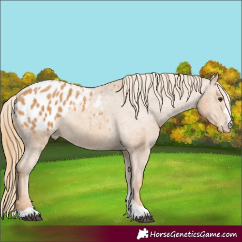 Horse Color:Chestnut Blanket