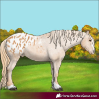 Horse Color:Chestnut Appaloosa