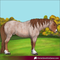Horse Color:Red Roan