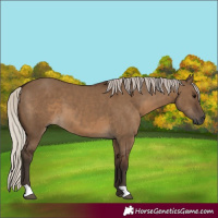 Horse Color:Unknown 