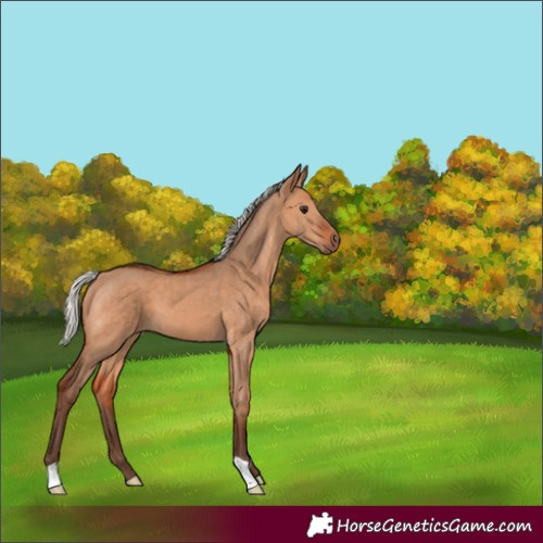 Horse Color:Silver Bay Dun 