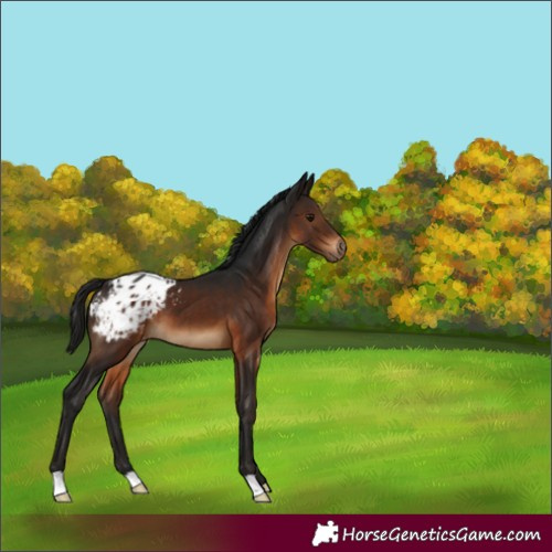 Horse Color:Gray Bay Appaloosa 