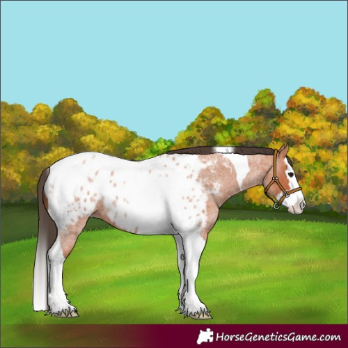 Horse Color:Bay Roan Splash Tobiano Appaloosa 