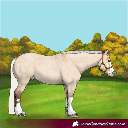 Horse Color:Silver Bay Roan Dun 