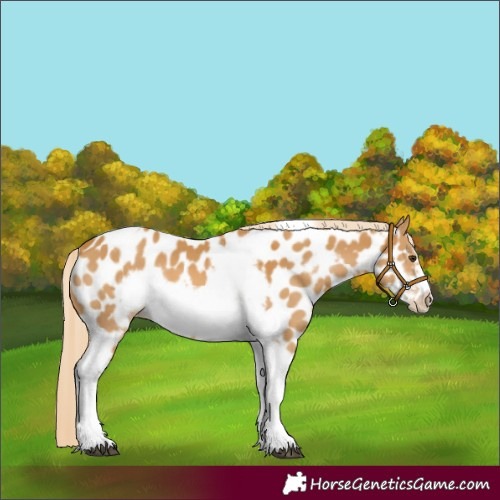 Horse Color:Palomino Tobiano Frame Appaloosa 