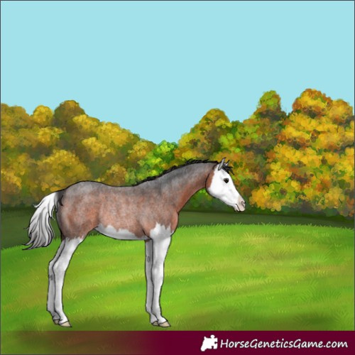 Horse Color:Brown Roan Splash Appaloosa Rabicano 