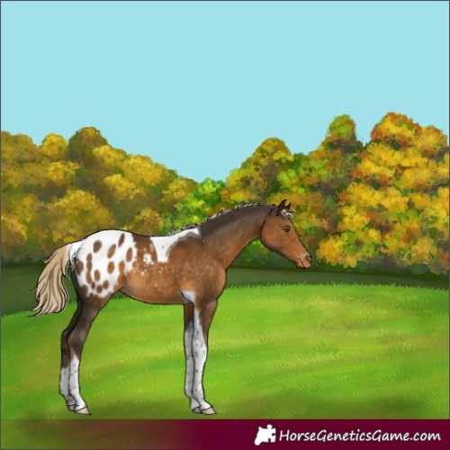 Horse Color:Chocolate Palomino Tobiano Appaloosa Rabicano 
