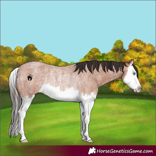 Horse Color:Bay Roan Splash Rabicano 