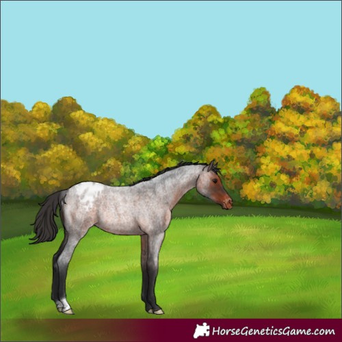 Horse Color:Brown Roan Appaloosa Rabicano 