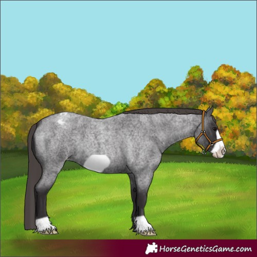 Horse Color:Smoky Blue Roan Frame Appaloosa 