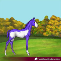 Horse Color:Gray Watercolor Liver Chestnut Frame Rabicano 