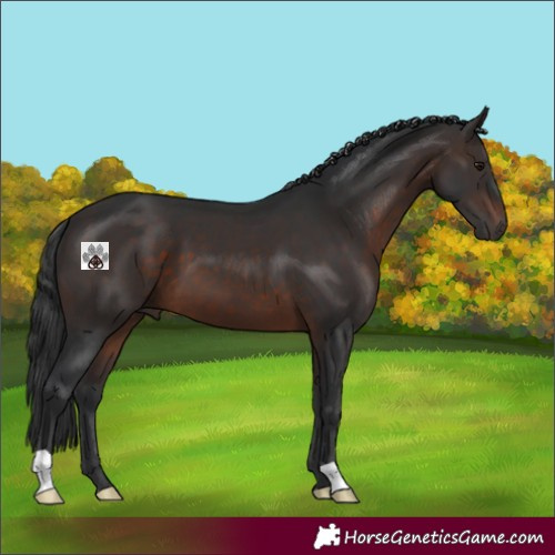 Horse Color:Brown 