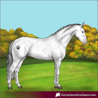 Horse Color:Liver Red Dun Sabino