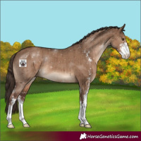 Horse Color:Liver Red Dun Sabino Brindle 