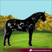 Horse Color:Black Sabino 