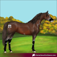 Horse Color:Liver Chestnut Sabino 