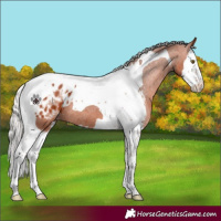 Horse Color:Silver Bay Sabino Splash Tobiano Appaloosa 