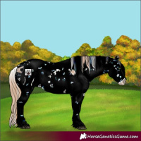 Horse Color:ERROR: UNKNOWN ANOMALY