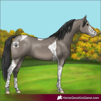 Horse Color:Grullo Sabino Tobiano 