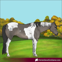Horse Color:Grullo Tobiano 