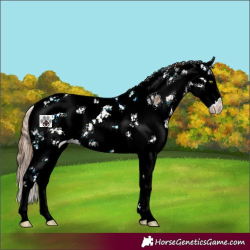 Horse Color:Brown Ice Pearl Sabino 