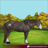 Horse Color:Liver Chestnut Sabino 