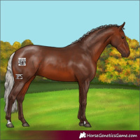 Horse Color:Silver Brown 