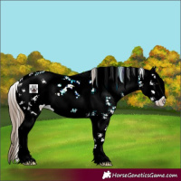 Horse Color:Black Pearl Sabino