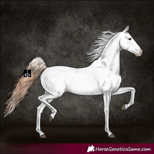 Horse Color:White Spotted Chestnut