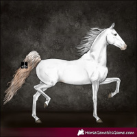 Horse Color:White Spotted Chestnut 
