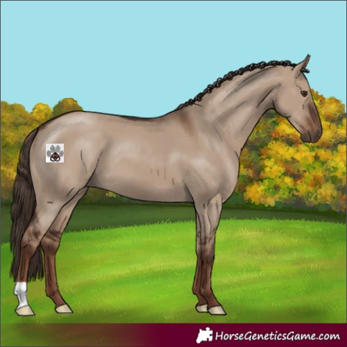 Horse Color:Liver Red Dun 