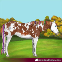 Horse Color:Painted White Spotted Chestnut Splash 