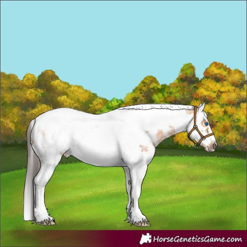 Horse Color:Bay Dun Sabino Splash Tobiano Frame 