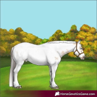Horse Color:Bay Dun Sabino Splash Tobiano Frame