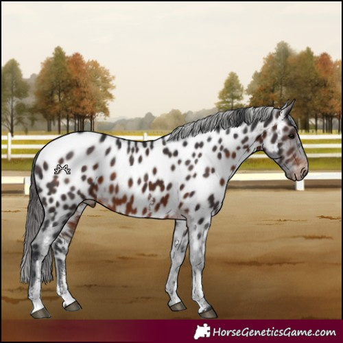 Horse Color:Brown Sabino Near Leopard 