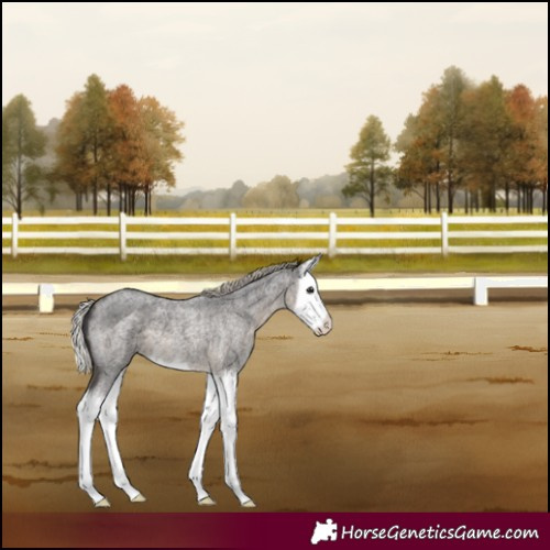 Horse Color:Silver Smoky Blue Roan Splash 