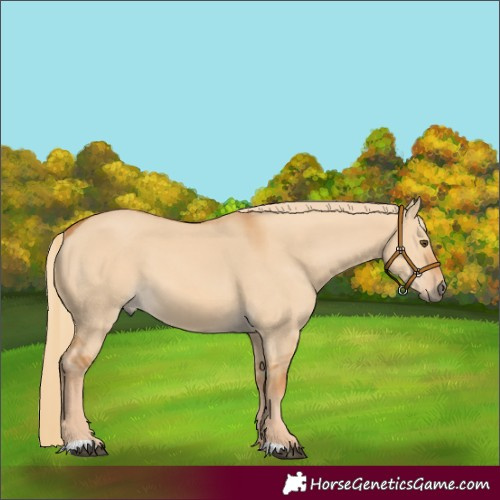 Horse Color:Red Dun 