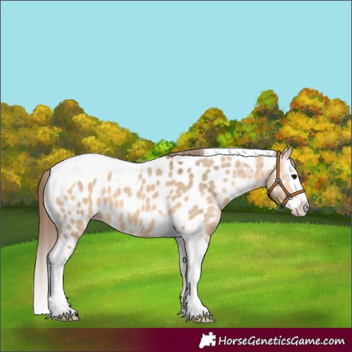 Horse Color:Bay Dun Splash Tobiano Appaloosa 