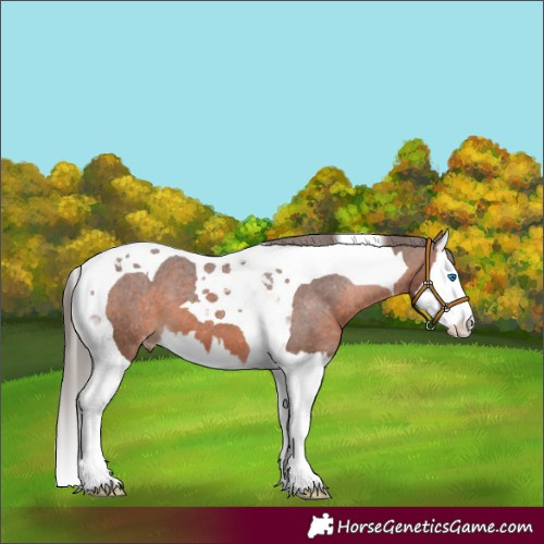 Horse Color:Brown Splash Tobiano Appaloosa 