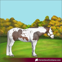 Horse Color:Brown Splash Tobiano Varnish
