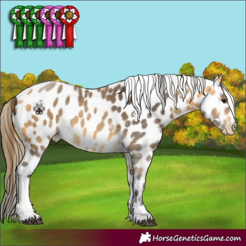 Horse Color:Buckskin Tobiano Appaloosa 