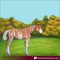 Horse Color:Silver Bay Sabino 