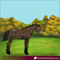 Horse Color:Gray Void Classic Champagne Sabino 