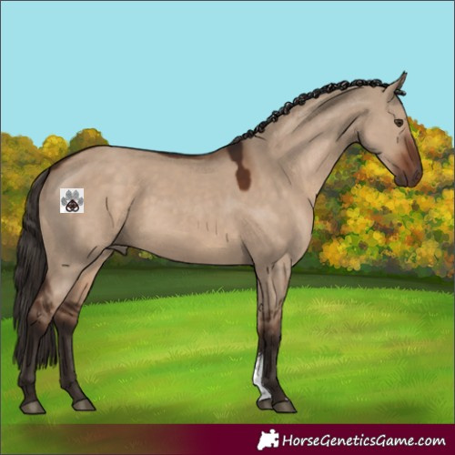 Horse Color:Liver Red Dun Sabino Rabicano 