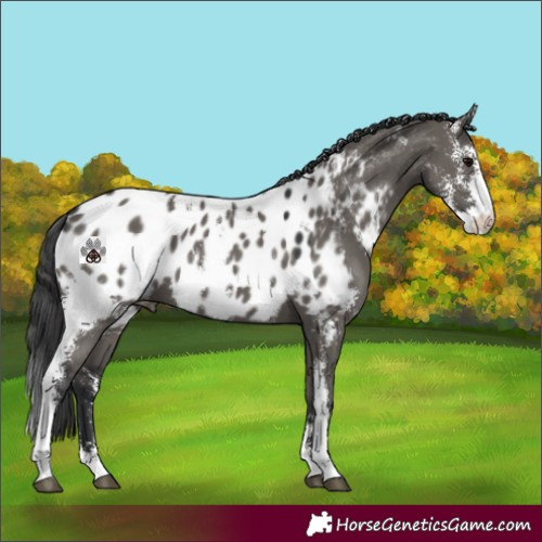 Horse Color:Grullo Sabino Near Leopard 